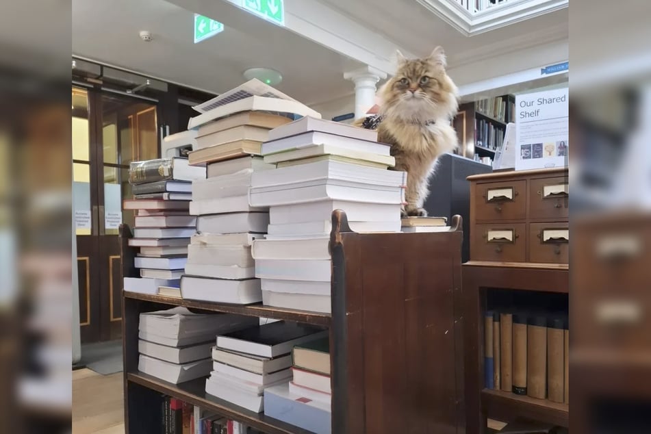 Sometimes Issy even helps with book sorting.