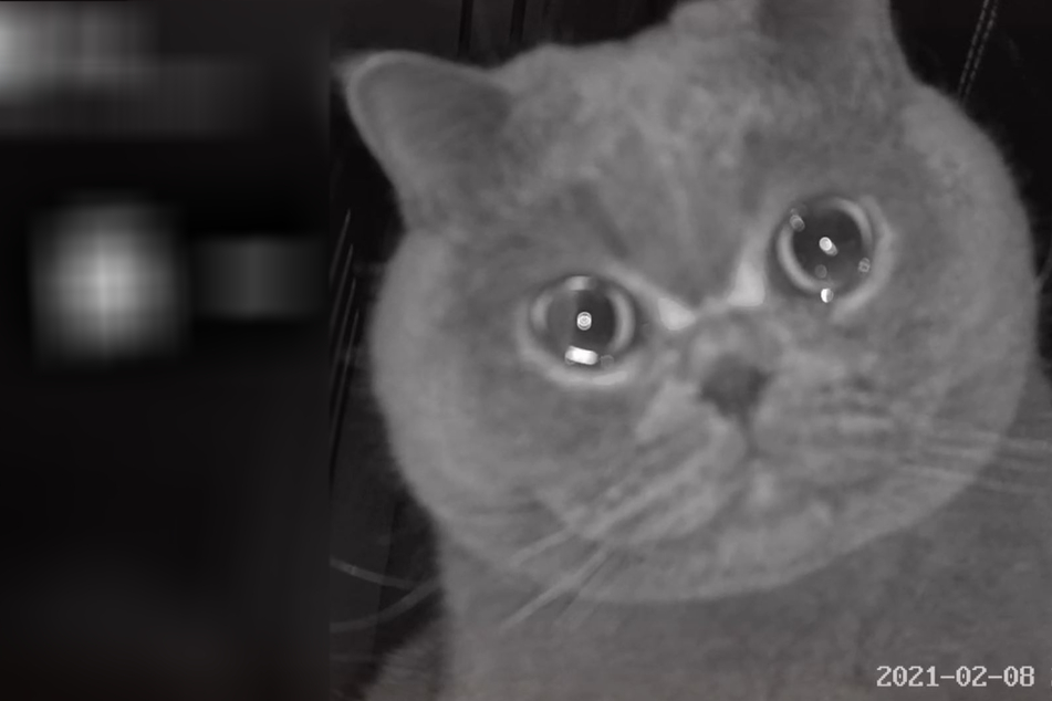 This crying kitty breaks his owner's – and the internet's –heart