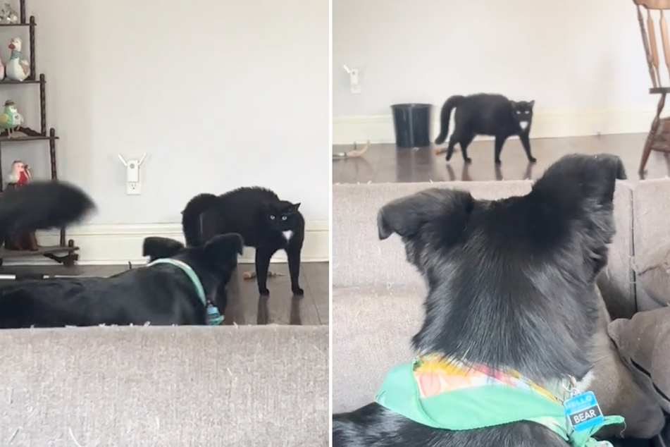 Ozzy the cat can hardly believe her eyes when Bear the dog returns from a trip. Or is it the pup's new accessory that has the poor cat so spooked?