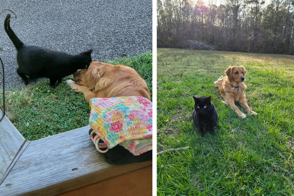 Golden retriever "adopts" stray black cat in heartwarming Reddit tale