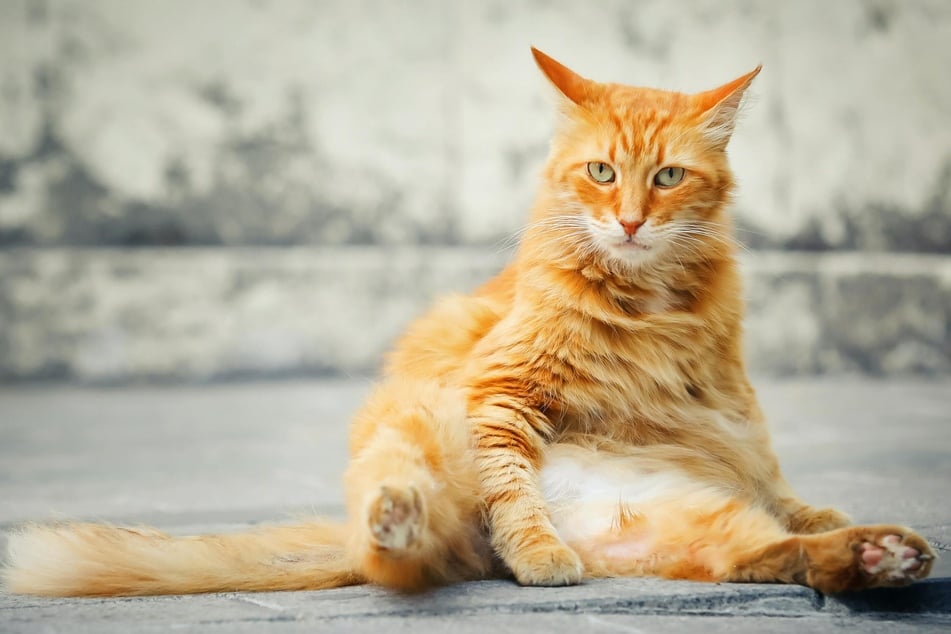 A primordial belly is completely okay in cats, so try not to worry.