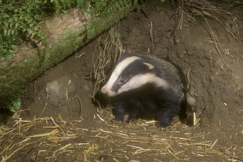 Badgers are protected animals in the United Kingdom.