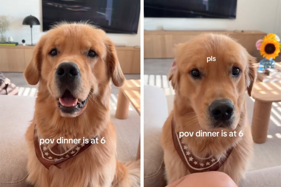 Dog has big feelings about waiting for dinnertime in viral clip: "It's 6 somewhere on earth tho"