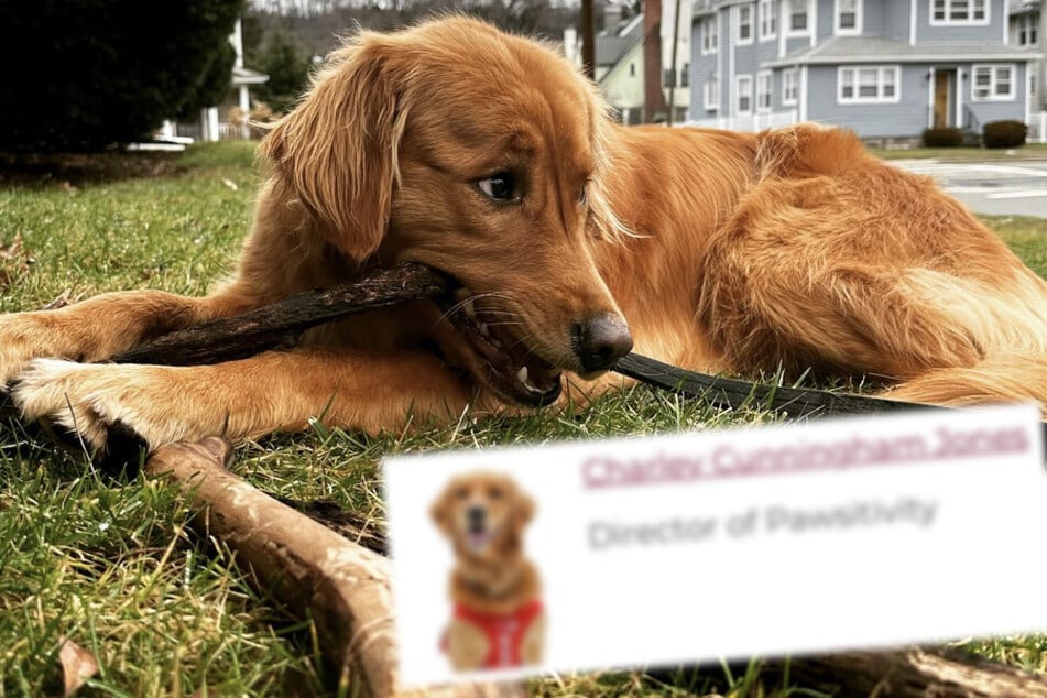 Golden retriever joins support staff of college basketball team: "Director of Pawsitivity"