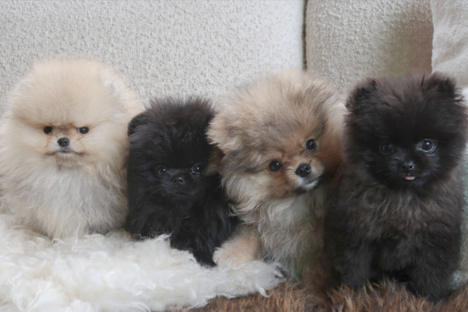 On Instagram, Kim Kardashian (45) shared a series of pictures of her latest four family members.