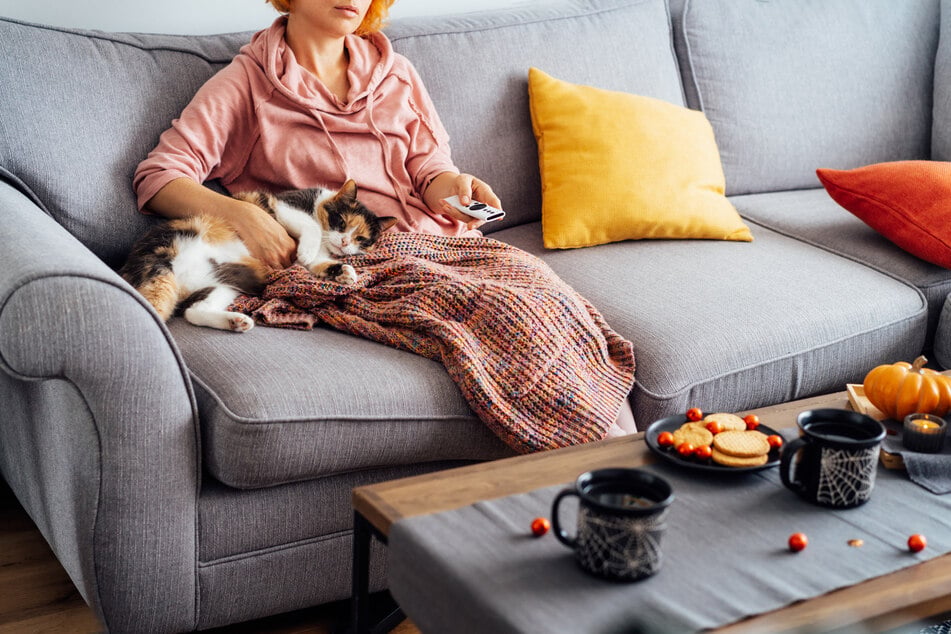 Many cats enjoy the TV simply because their humans are there and ready to cuddle.