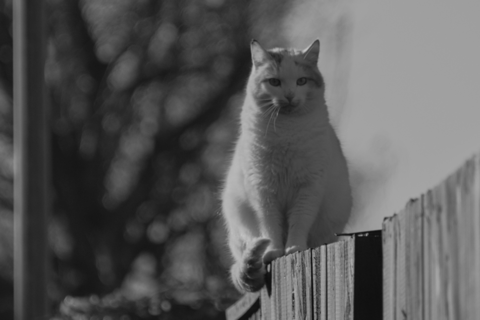 Tom cats can be cute and sweet, but only if you make the right decision.