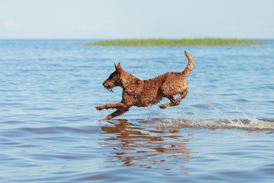 Water dog breeds: Top 10
