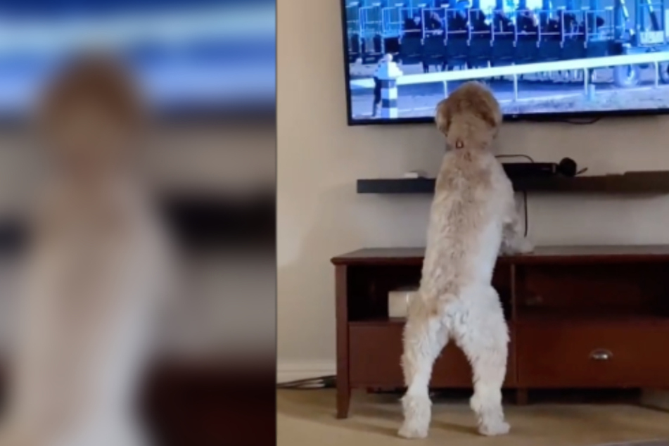 All bets are on this dog winning you over with its incredible enthusiasm for sports!