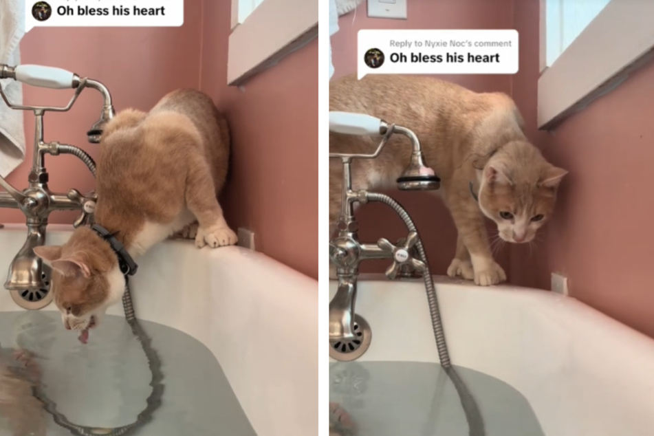 Mitty the cat comes close to the hot bath water – and then suddenly starts lapping it up!