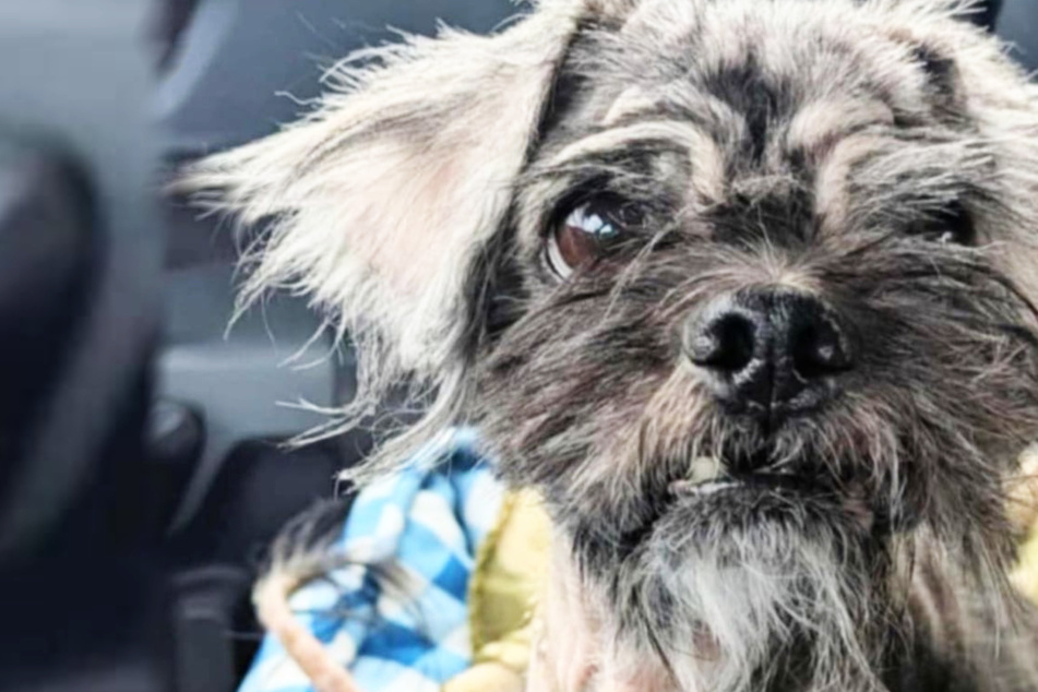 Animal shelter calls him the "World's Ugliest Dog" – but then the floods of angry comments roll in