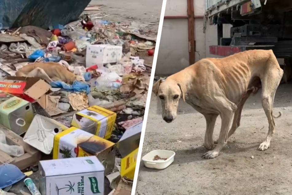 Louisa found the stray dog in a completely neglected state and told his story on TikTok.