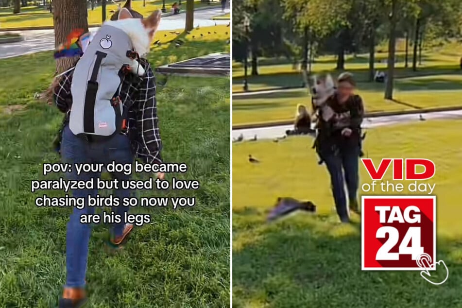 Viral Video of the Day for June 16, 2023: A paralyzed dog's "empawering" journey