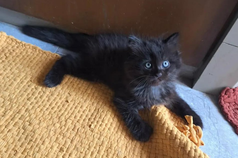 This kitten was rescued by a woman on a shopping trip and adopted immediately.