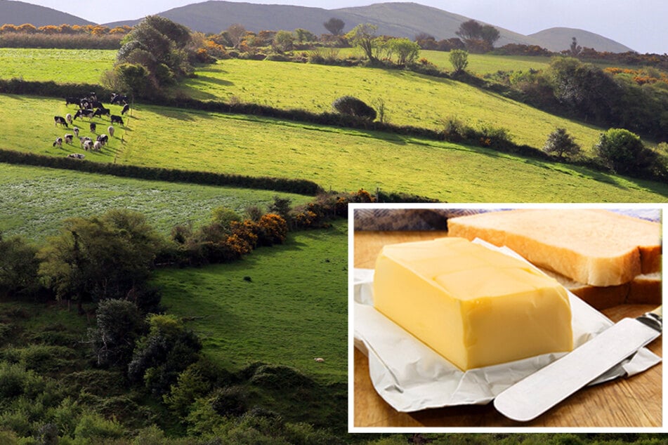 The green pastures of Ireland and mild climate makes the perfect place for grazing dairy cows.