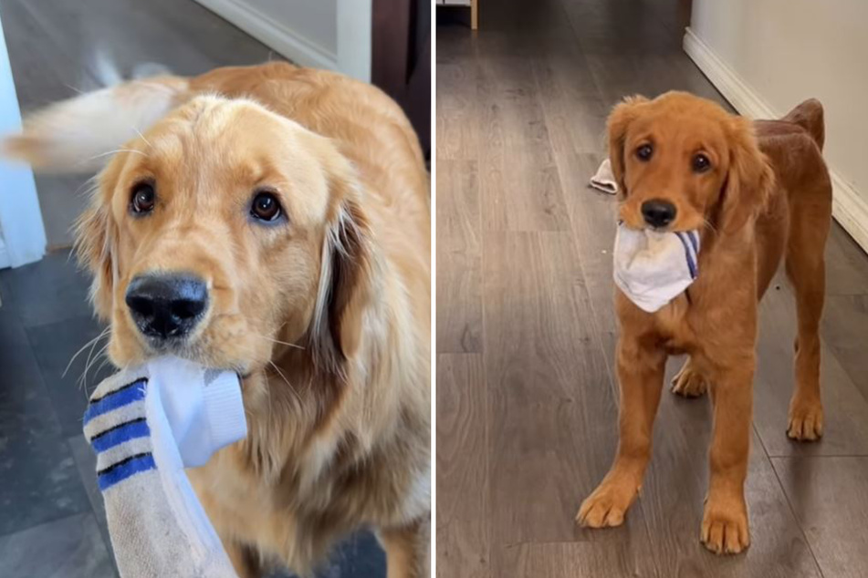 Pacha has taught Bucket the art of sock-stealing!