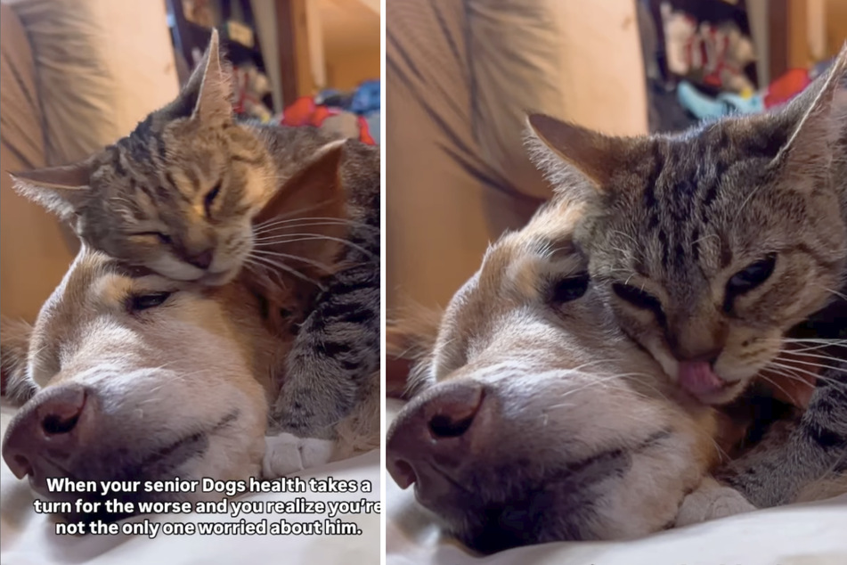 Fox the dog's owner was worried when her four-legged friend suddenly became very unwell – then her cat did the sweetest thing.
