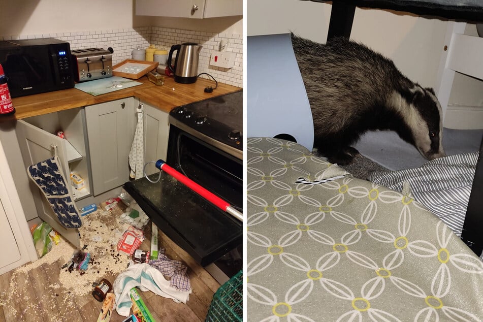 Charlotte Glazier soon found the animal responsible for destroying her home.