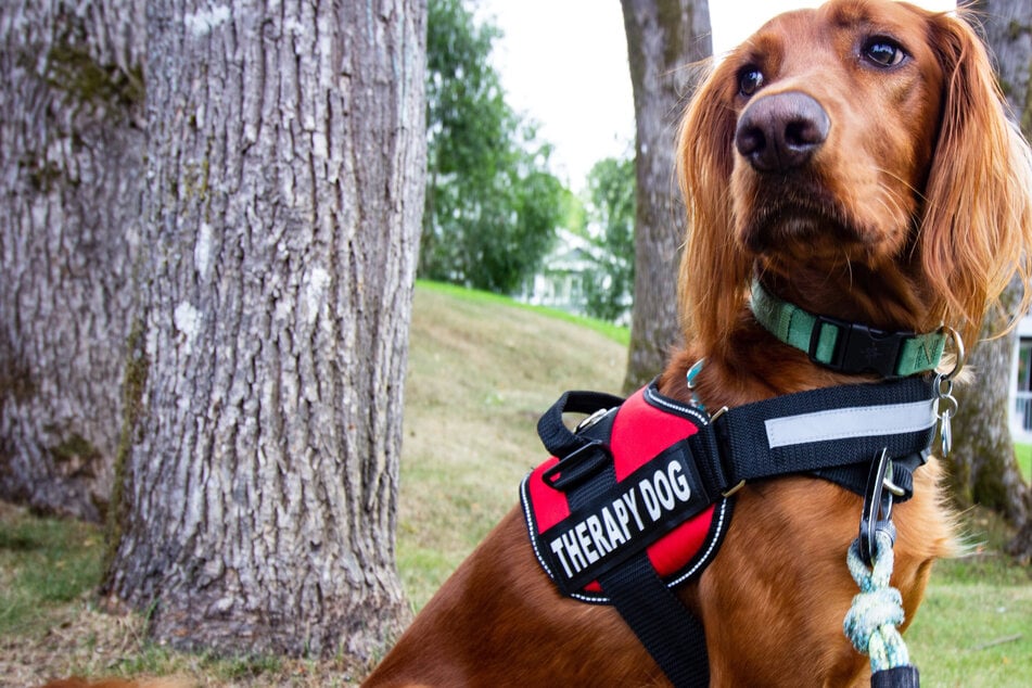 A real-life therapy dog is more effective at improving patient well-being, according to a new study.