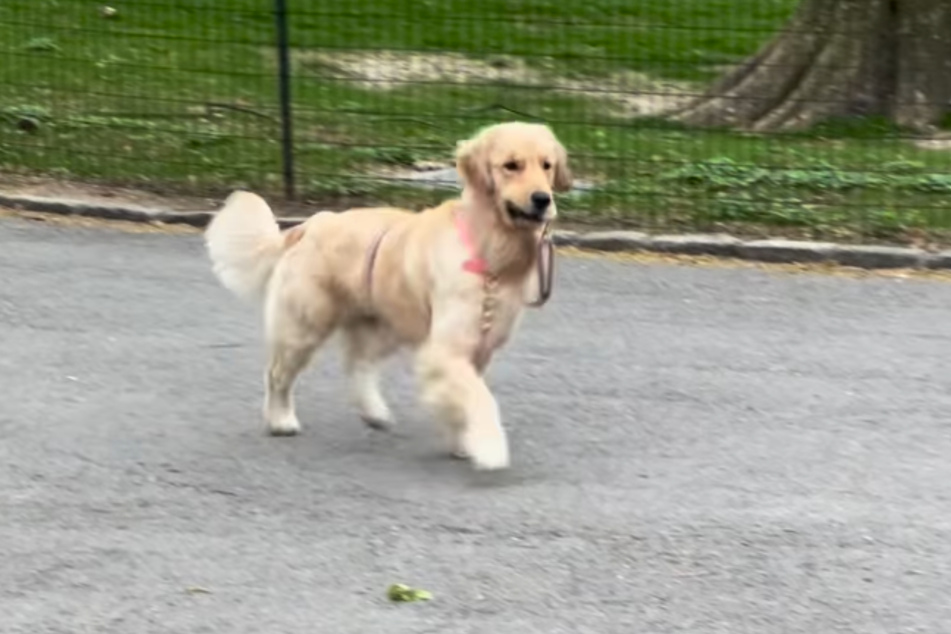 While Millie the dog loves attention, she also wants to be the boss – and that means she wants to be in charge of her own walking path.