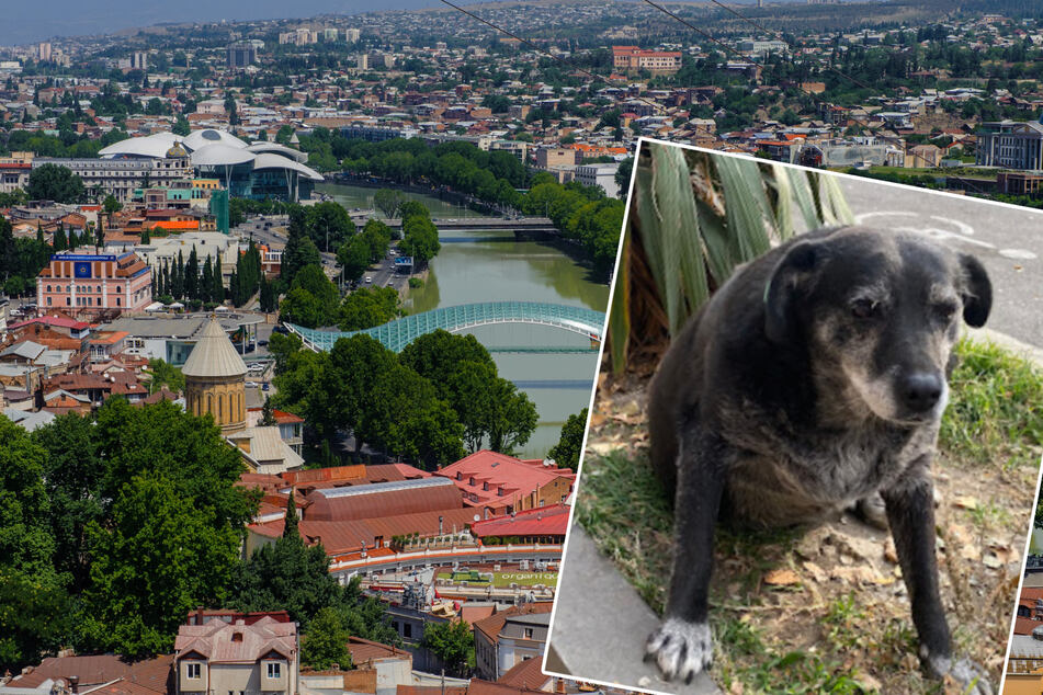 "Watermelon dog" becomes a landmark on Google Maps with five-star ratings