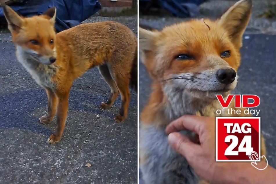 Viral Video of the Day for June 12, 2023: Fearless fox whisperer named Debs