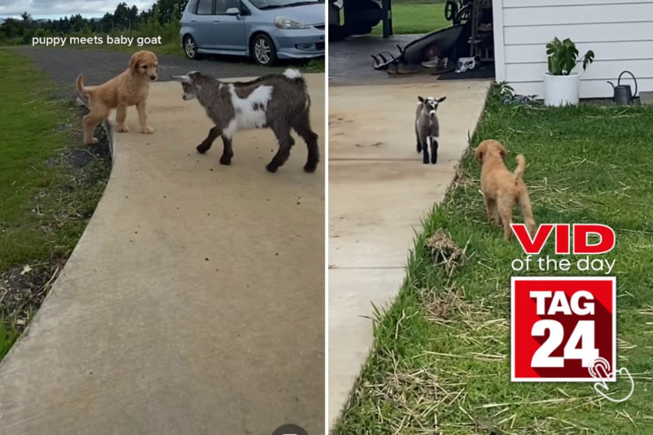 Viral Video of the Day for June 4, 2023: Adorable puppy meets curious baby goat