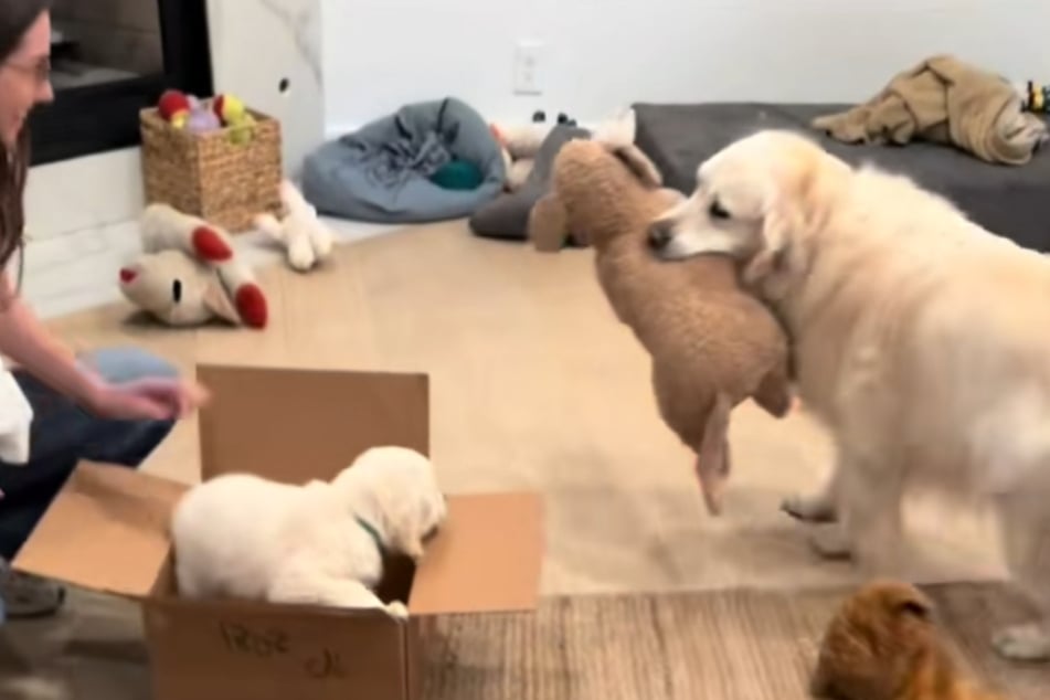 In the video, Cody is seemingly looking after his stuffed animal rather than his new roommate.