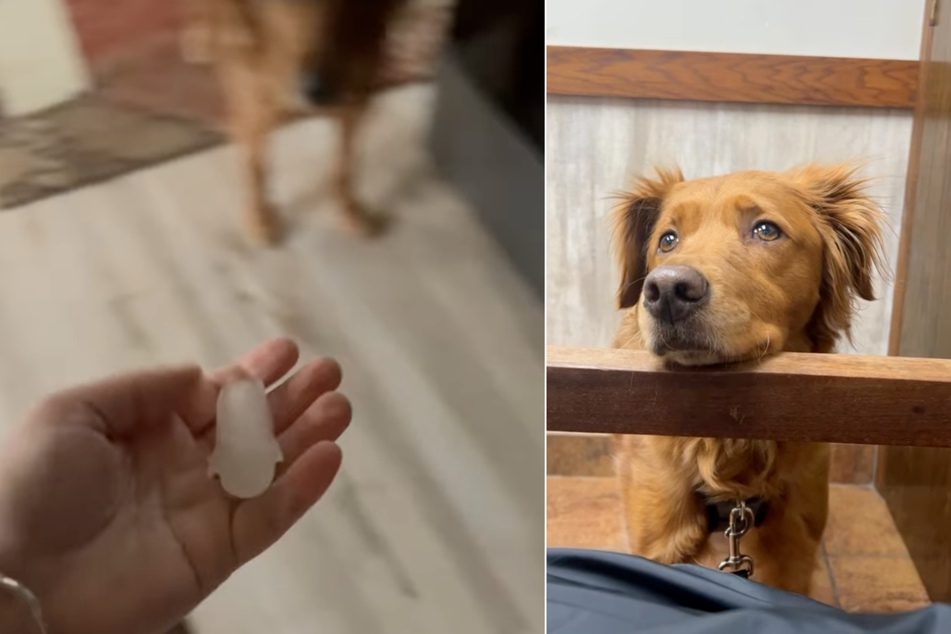 Golden Retriever dog Buzz was gifted an ice cube by his owner.