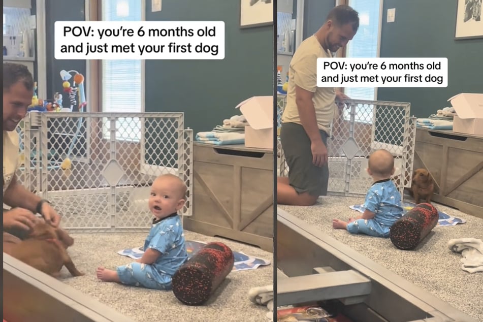Baby Easton meets Sherman the Dachshund for the first time in the family's now-viral TikTok video.