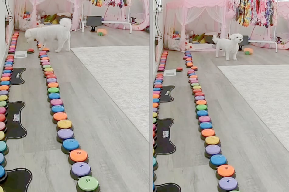 A dog named Aly can communicate using so‑called “talking buttons.” She can even use them to call her owner.