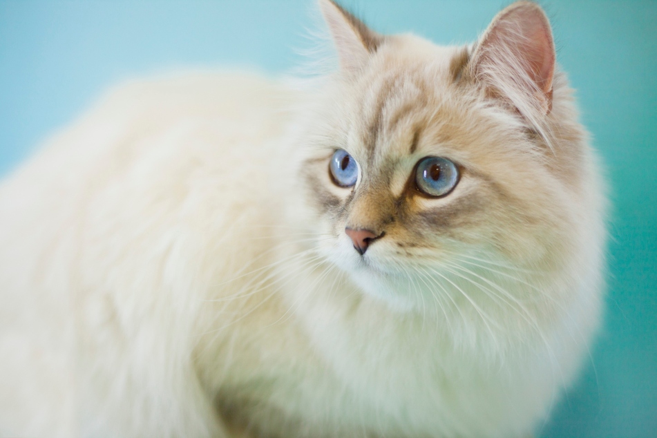 Siberian cats with blue eyes are rare.