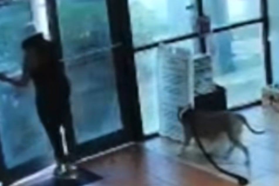 Moment a dog realizes he's been left behind captured in heartbreaking security footage