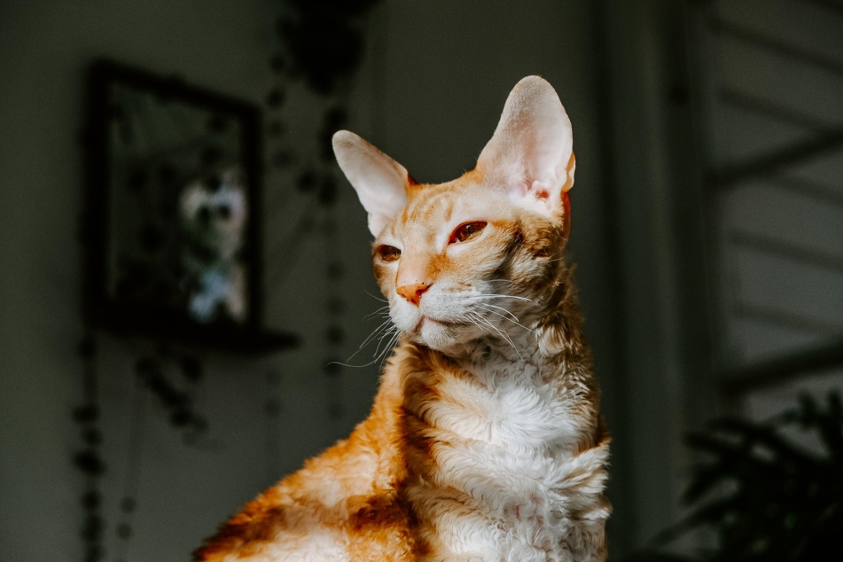 Discharge from the tear ducts is meant to protect and moisturize a cat's eyes.
