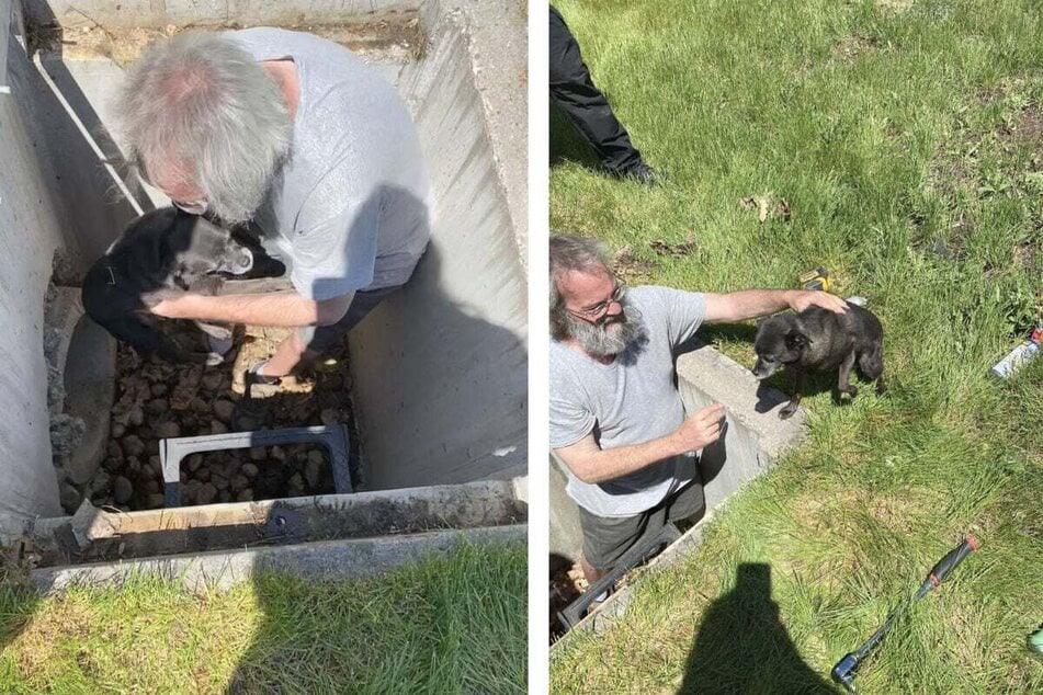Daring Chihuahua stumbles into big trouble after chasing rabbit