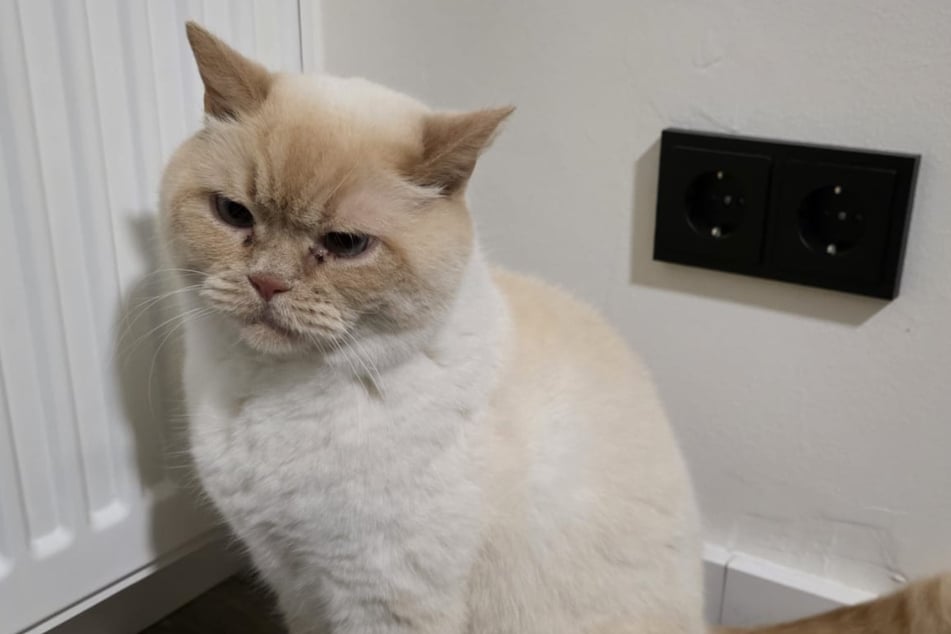 Cat pees right into power outlet – and triggers fire department response!
