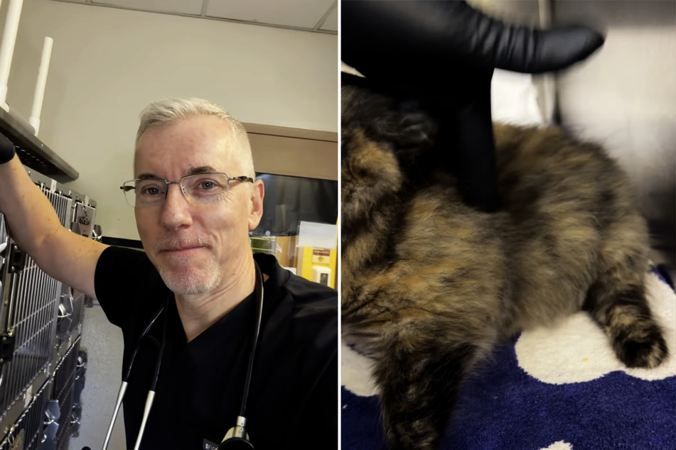 During a routine walkabout, the vet demonstrated to his followers how bloated the cat's body is.