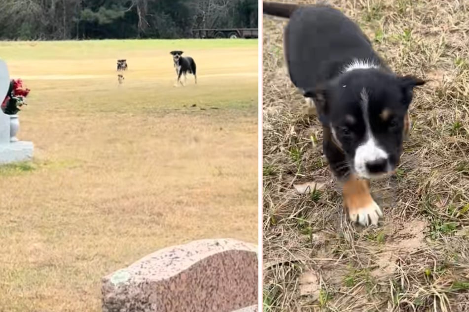 A litter of puppies had been abandoned at a cemetery in Cleveland.