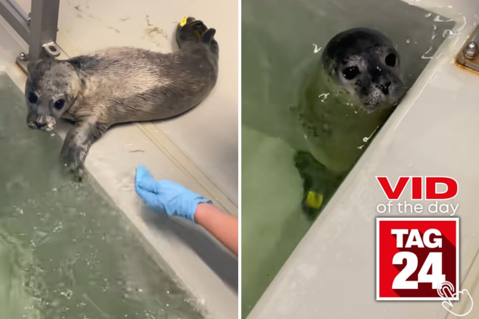 This baby seal's first swim is equal parts adorable, awkward, and inspiring!