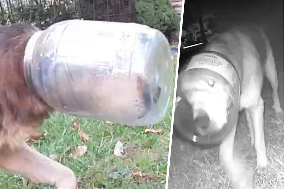 Dog found after having cheese puff container stuck on his head for three days