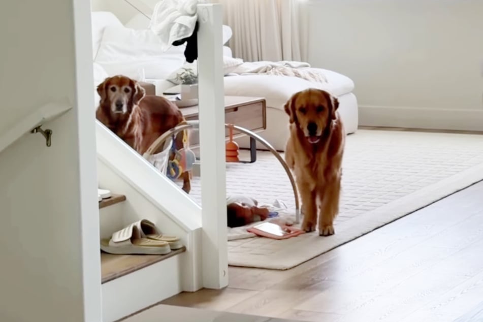 Dogs Gamja (L) and Chip (R) immediately rush to the baby as their owner steps away – then look at their mom again with a reproachful stare.