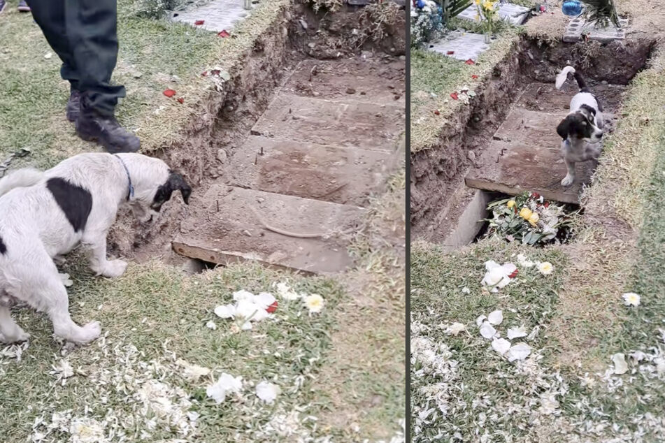 Suddenly, a dog jumps into the open grave, sniffs around excitedly, and starts scratching at the slabs in confusion.