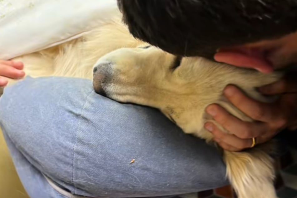 No one could do anything for Nahla after she fatally injured herself running into a car.