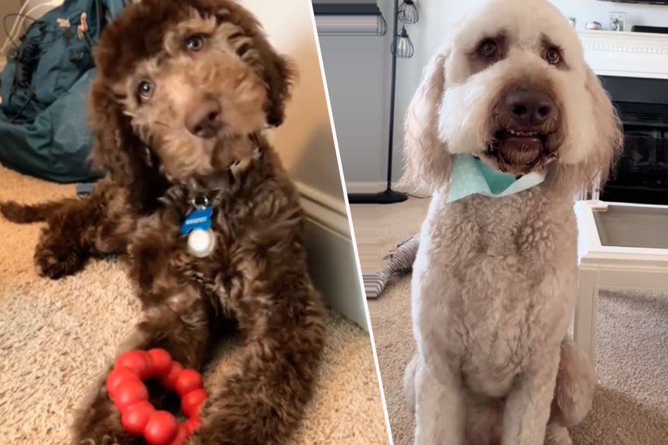 Within two years, Murphy the dog underwent an amazing transformation.