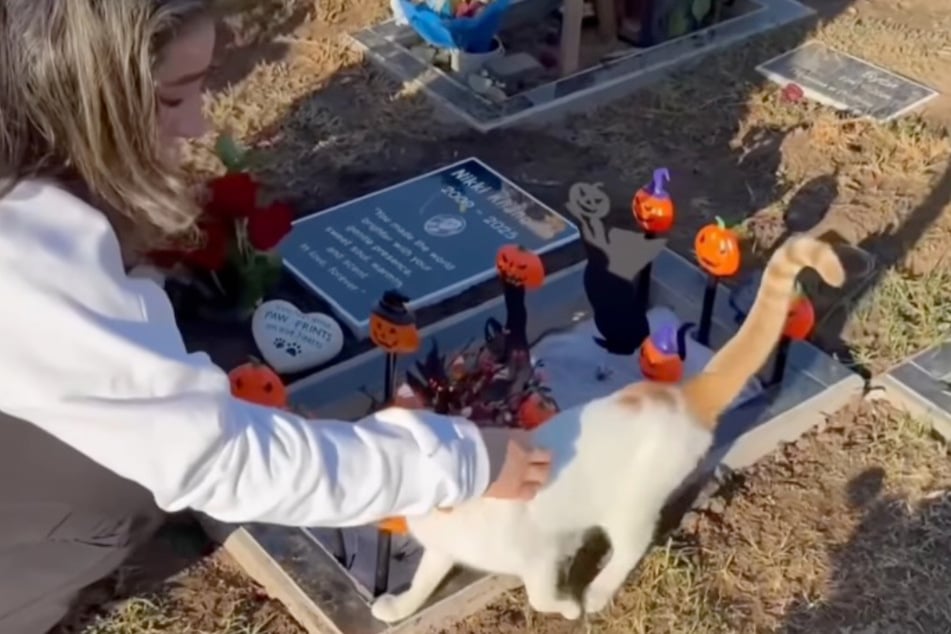 The orange-and-white cat immediately took to Fifi.
