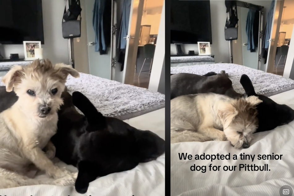 Canine grandpa Scruffy and pit bull Jazz quickly became best friends.
