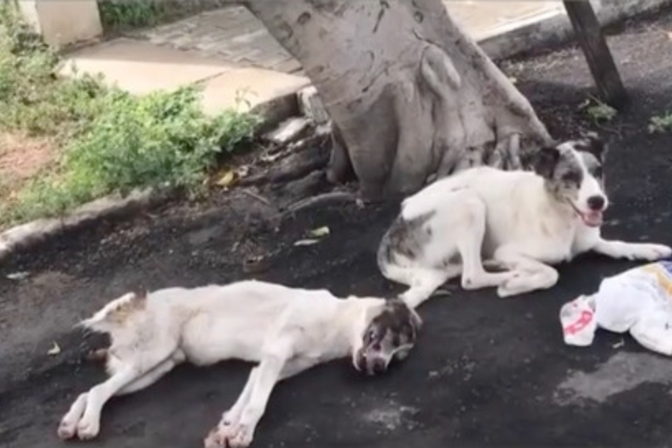 The dog doesn't abandon leave his friend's side for a moment, even for food or water.