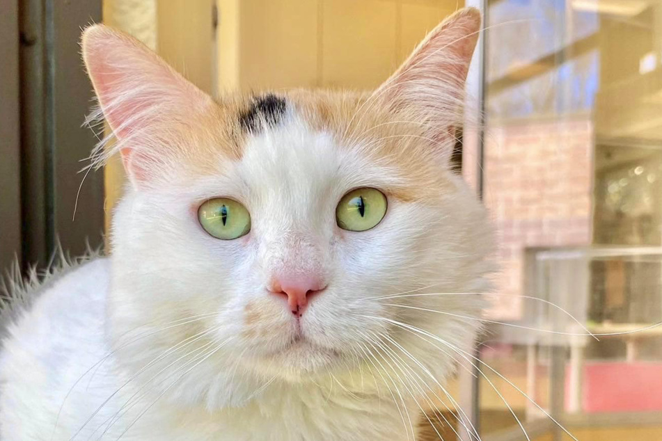 Alessia's wounds have healed, but her memories of the fight remain after the hard struggle to protect her kittens.