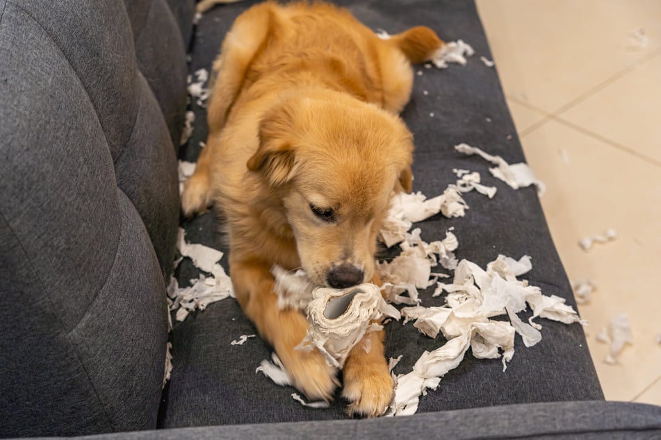 Find out why your dog might be eating paper.