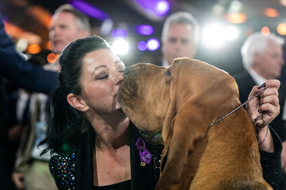 Trumpet, a bloodhound, became the 2022 most beautiful dog in the world.